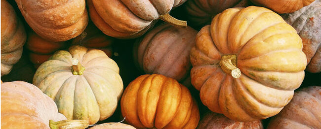 New Mexico Farm Days Pumpkin Patches and Corn Mazes