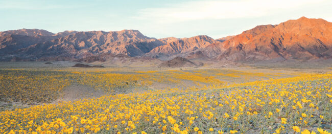 wildflower hikes in NM