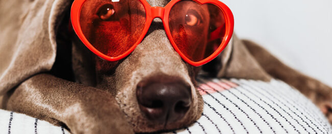 New Mexico Pet Adoption Organizations