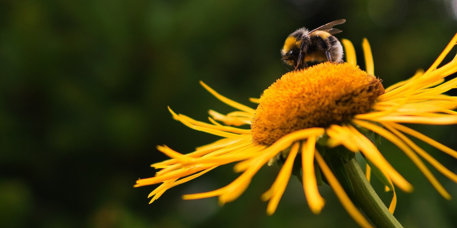 New Mexico Pollinator Garden - bee and flower