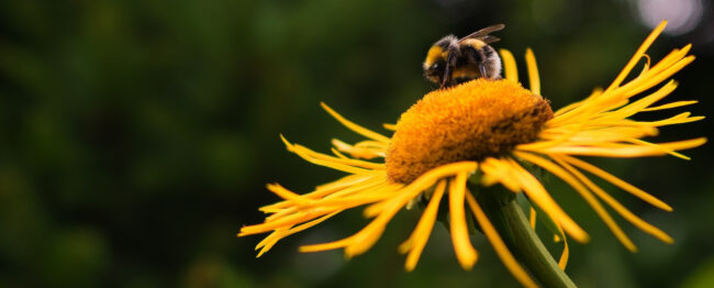 New Mexico Pollinator Garden - bee and flower