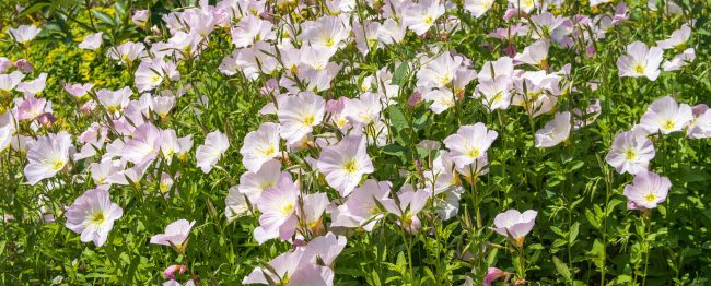xeriscaping plants for New Mexico
